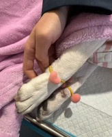 孙俪发文悼念爱犬奶牛：14年陪伴落幕，温柔告别看哭全网