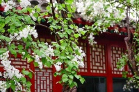 鲁迅种的丁香迎101岁生日，鲁博主题文创上新