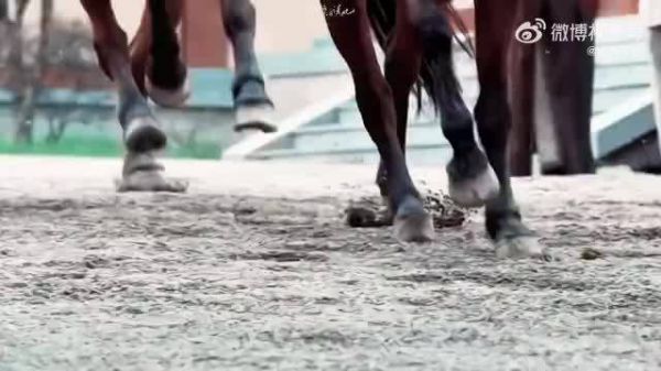 窦骁vlog重现燕洵少年感，高尔夫尽显春日惬意