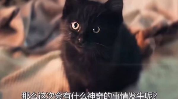 老人领养的小黑猫，原来藏着这么多幸运的buff啊