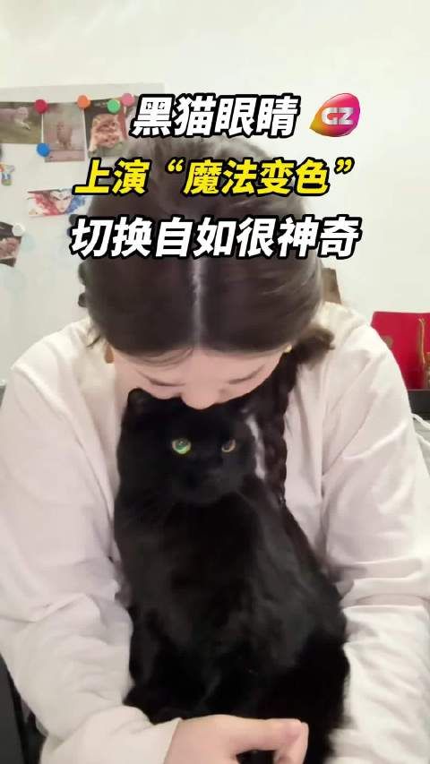 黑猫眼睛上演“魔法变色”！切换自如很神奇！