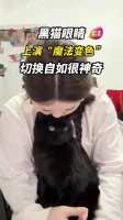 黑猫眼睛上演“魔法变色”！切换自如很神奇！