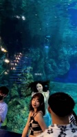 正在上班工作的“美人鱼” 憋气真的好厉害呀