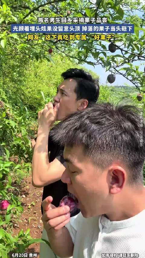两名男生回乡采摘果子品尝，光顾着埋头炫果没留意头顶，掉落的果子当头砸下！