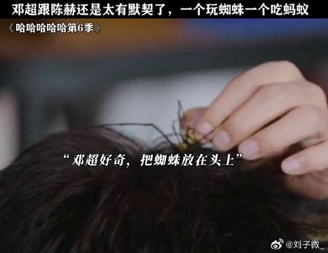 邓超跟陈赫太有默契了,一个玩蜘蛛一个吃蚂蚁 哈哈哈哈哈 陈赫