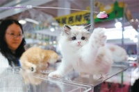 我的宠物AI养