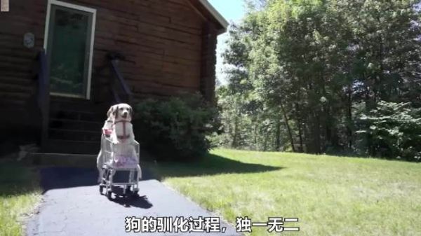 与狼共舞：狗是如何诞生的？ 抖音知识年终大赏