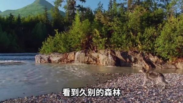 男子以耐心治愈受创白牙终获信任