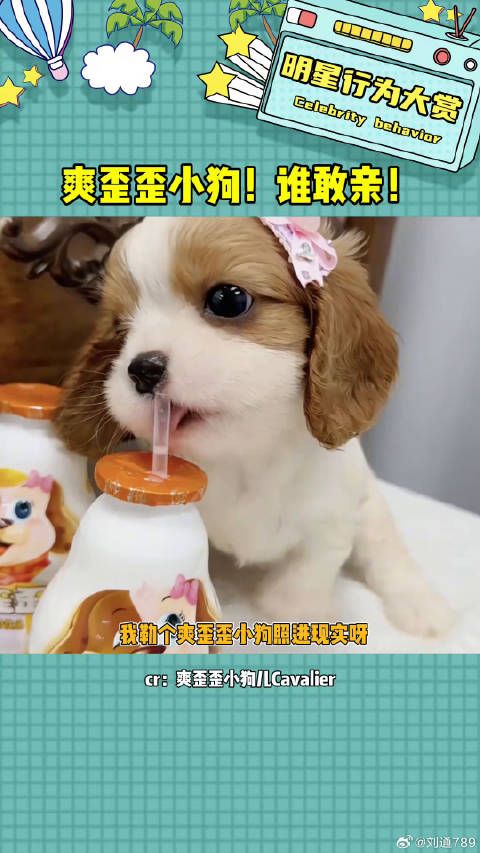 宝宝和你的表妈说再见吧！查理王小猎犬 爽歪歪 微博VC计划