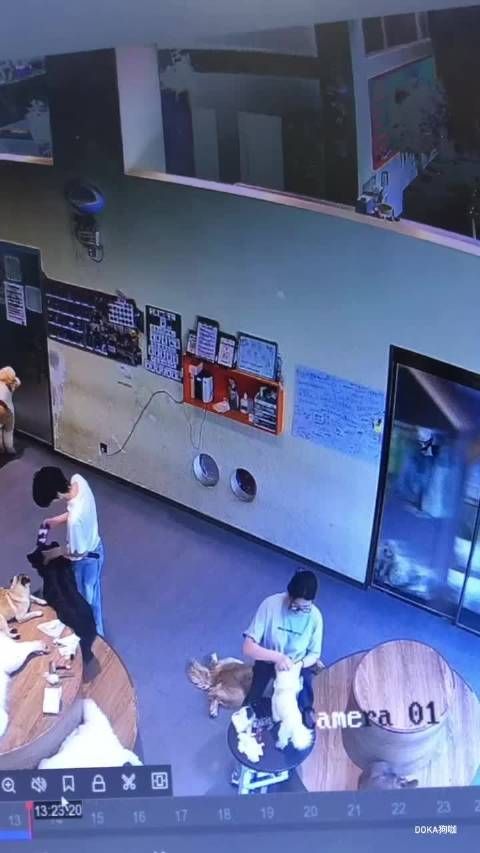 女生摔倒所有小狗都围上去了,全部都是好宝宝
