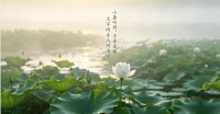 【节气悦读】|小暑听荷，于季羡林文字间寻人间清宁