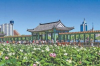 13处特色荷花展区接力“花开北京”