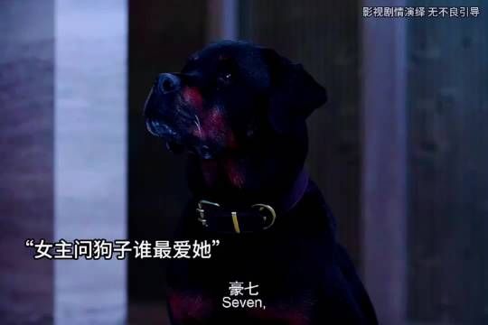 女主问一条狗谁最爱她