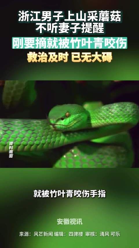 浙江男子采蘑菇不听劝,话音未落被竹叶青咬