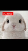 伟大的兔塑