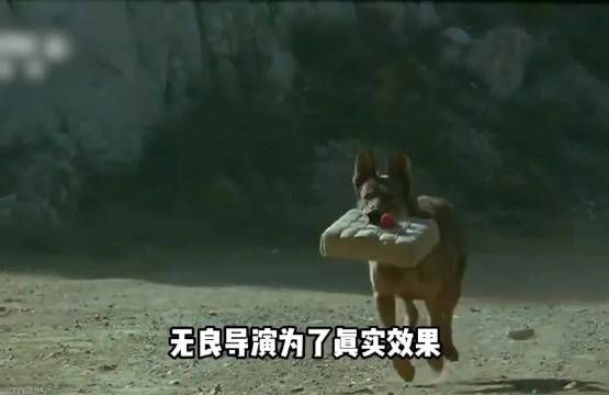导演为了效果炸死功勋军犬，辅导员当场哭到崩溃，网友怒打一星