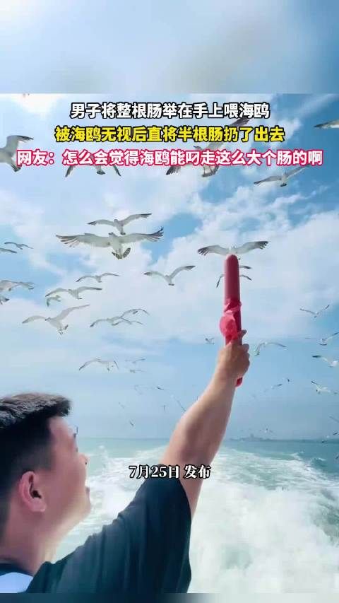 怎么会觉得海鸥能叼走这么大个肠的啊