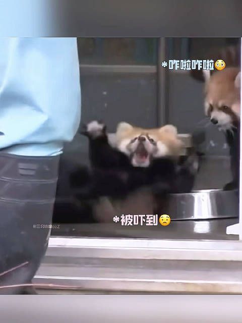 阔糯呀，又是小宝宝又是小熊猫的，你哥在你眼里就那么可爱是叭