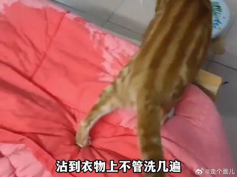 《猫咪新用途》楼上敢晒被子挡阳光，楼下就敢用哈基米滋水枪！