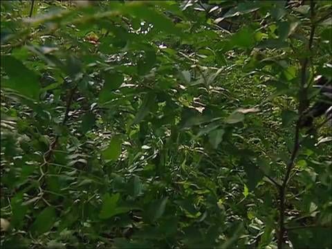 大悲老人深背绝世神功在林中赶路，却不知此地早已被人设下埋伏