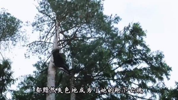 女狙击手柳德米拉丛林反杀，将追猎者变为猎物