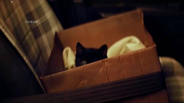 老人领养了一只小黑猫，没想到给自己带来了好运，太神奇了