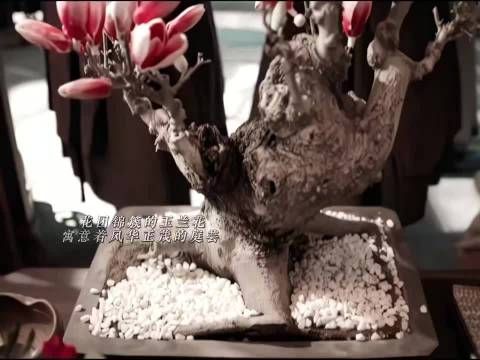 邓恩熙被温峥嵘亲一口，花开锦绣氛围暖
