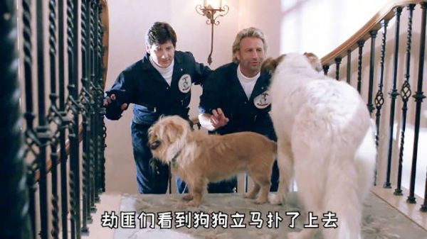 高智商狗狗戏弄两劫匪，上演狗狗版小鬼当家