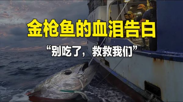金枪鱼的血泪告白,“别吃了,救救我们”
