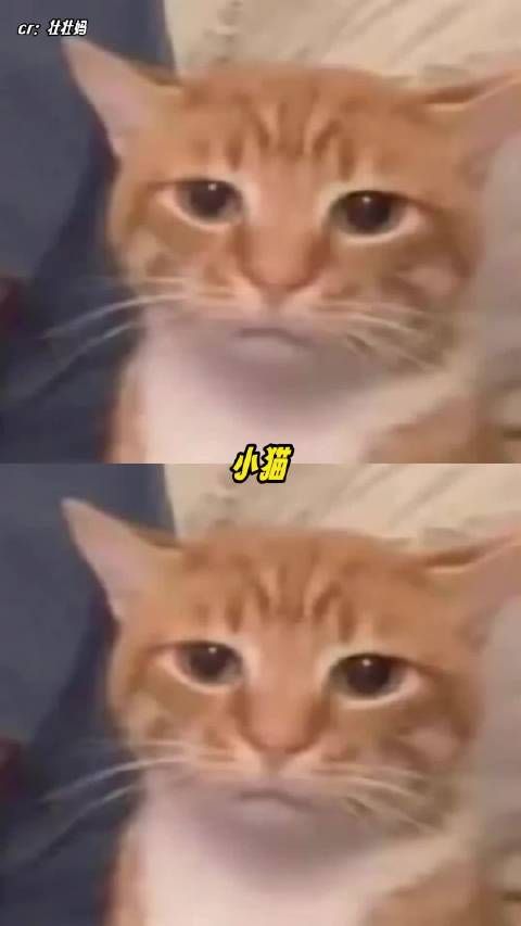 小猫：真是媚眼抛给瞎子看了