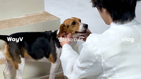 肖俊第四季度solo出道，WayV TikTok更新引期待