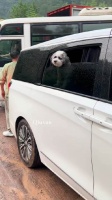 想和你养个狗狗