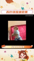 苏打绿深圳抢票