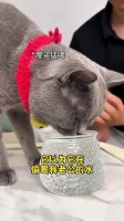 在猫眼里，主人杯子里的水就是琼浆玉酿