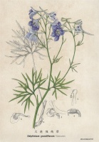 “冯家的花”，为何开得这样艳？