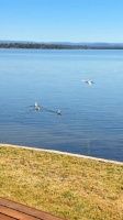 来了好些海鸥