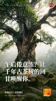 午后倦意浓？让千年古茶树的回甘唤醒你