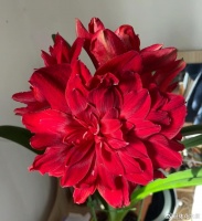 公认“开花又大又华丽”的9种花，养在家里超显富贵，喜欢别错过