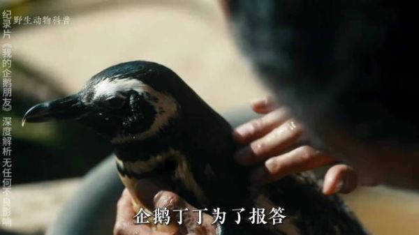 《我的企鹅朋友》第二部 企鹅叮叮与若昂之间的羁绊 人与动物和谐共处