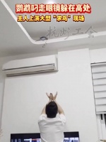 鹦鹉叼走眼镜躲在高处，主人上演大型“求鸟”现场