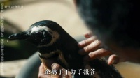 《我的企鹅朋友》第二部 企鹅叮叮与若昂之间的羁绊 人与动物和谐共处