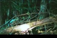 无视警告闯入禁忌森林，下一秒与怪物正面遭遇夺命追逐