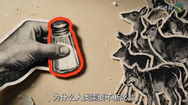 为什么人类需要不断吃盐?