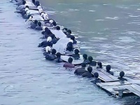 打了胜仗，咱什么都有了 孟良崮战役 沂蒙红嫂