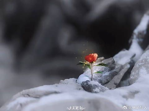 红茶花妖私自开花被罚百道天雷