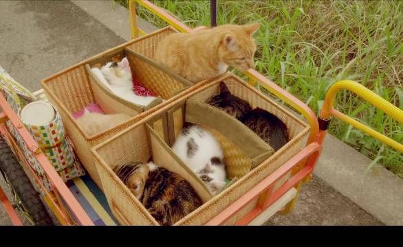 他每天都拉着一辆装满猫咪的小车，专门租给那些独自生活的人