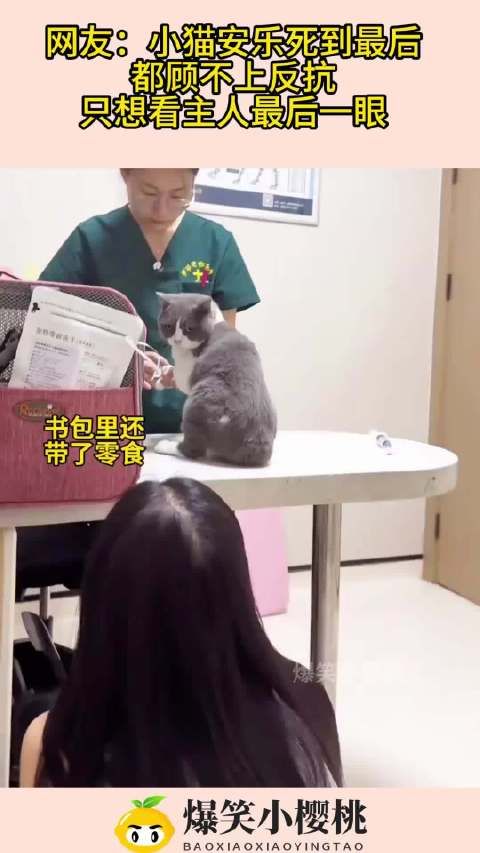 网友：小猫安乐死到最后，都顾不上反抗，只想看主人最后一眼！
