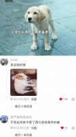 狗是人类最忠诚的朋友 再见，李可乐｜谭松韵｜闫妮｜吴京｜电影