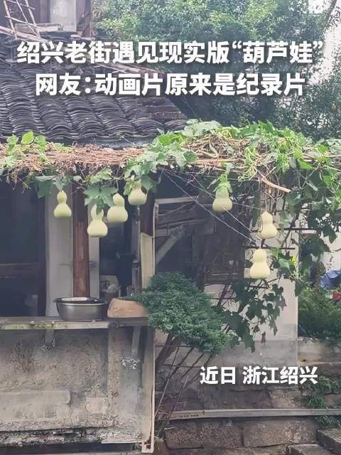 近日，绍兴一对老夫妻因种植的葫芦神似《葫芦兄弟》经典场景走红网络…