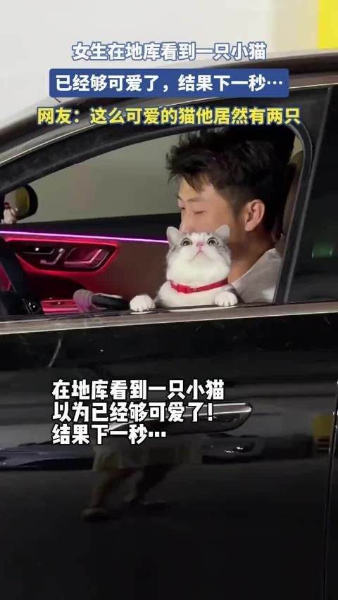 女生在地库看到一只小猫，已经够可爱了，结果下一秒…